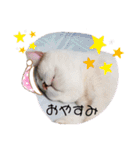 アーユルキャット3（個別スタンプ：17）