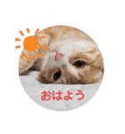 アーユルキャット3（個別スタンプ：18）