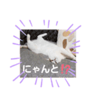 アーユルキャット3（個別スタンプ：19）