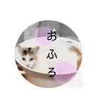 アーユルキャット3（個別スタンプ：20）