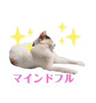 アーユルキャット3（個別スタンプ：23）