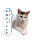 アーユルキャット3（個別スタンプ：24）