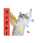 アーユルキャット3（個別スタンプ：31）