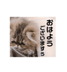 ツンデレねこのレントンくん（個別スタンプ：1）
