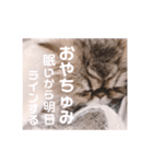 ツンデレねこのレントンくん（個別スタンプ：2）