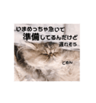 ツンデレねこのレントンくん（個別スタンプ：4）