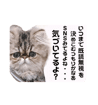 ツンデレねこのレントンくん（個別スタンプ：7）