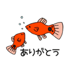 熱帯魚たまーに海水魚の日常スタンプ！（個別スタンプ：5）