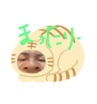 shancoron（個別スタンプ：1）