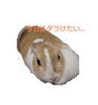 うさぎちゃん、いんこちゃん（個別スタンプ：2）