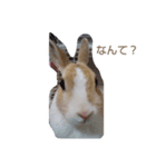 うさぎちゃん、いんこちゃん（個別スタンプ：3）