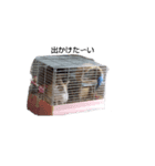 うさぎちゃん、いんこちゃん（個別スタンプ：6）