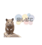 きんくまの小夏（個別スタンプ：5）