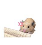 きんくまの小夏（個別スタンプ：21）