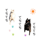 ガウディ＆ボンゾ 2（個別スタンプ：4）