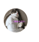 ちび猫ちゃん2♡♡♡（個別スタンプ：1）