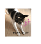 ちび猫ちゃん2♡♡♡（個別スタンプ：4）