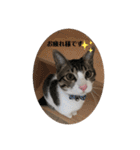 ちび猫ちゃん2♡♡♡（個別スタンプ：7）