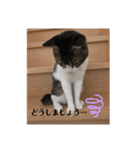 ちび猫ちゃん2♡♡♡（個別スタンプ：8）
