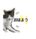 ちび猫ちゃん2♡♡♡（個別スタンプ：12）