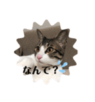 ちび猫ちゃん2♡♡♡（個別スタンプ：13）