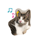 ちび猫ちゃん2♡♡♡（個別スタンプ：15）