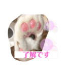 ちび猫ちゃん2♡♡♡（個別スタンプ：17）