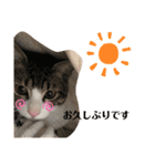 ちび猫ちゃん2♡♡♡（個別スタンプ：18）