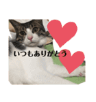 ちび猫ちゃん2♡♡♡（個別スタンプ：19）