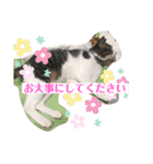 ちび猫ちゃん2♡♡♡（個別スタンプ：20）