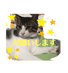 ちび猫ちゃん2♡♡♡（個別スタンプ：21）