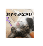 ちび猫ちゃん2♡♡♡（個別スタンプ：23）