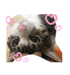 ちび猫ちゃん2♡♡♡（個別スタンプ：24）