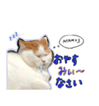 猫のみぃーちゃん①（個別スタンプ：2）