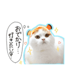 猫のみぃーちゃん①（個別スタンプ：4）