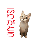 ぷーしゃんスタンぷー（個別スタンプ：7）