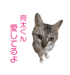 ぷーしゃんスタンぷー（個別スタンプ：29）