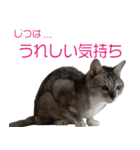ぷーしゃんスタンぷー（個別スタンプ：32）