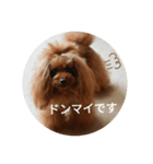 こはるの家族会話（個別スタンプ：4）