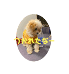 子犬のまる★（個別スタンプ：7）