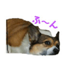 このたん一家（個別スタンプ：4）