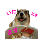 このたん一家（個別スタンプ：9）