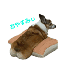 このたん一家（個別スタンプ：11）