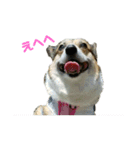 このたん一家（個別スタンプ：13）