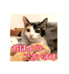 _sala_cat_4（個別スタンプ：1）