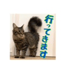 _sala_cat_4（個別スタンプ：2）