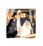 _sala_cat_4（個別スタンプ：3）
