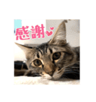 _sala_cat_4（個別スタンプ：4）