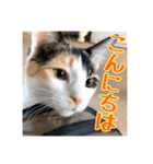 _sala_cat_4（個別スタンプ：5）