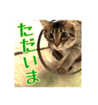 _sala_cat_4（個別スタンプ：6）